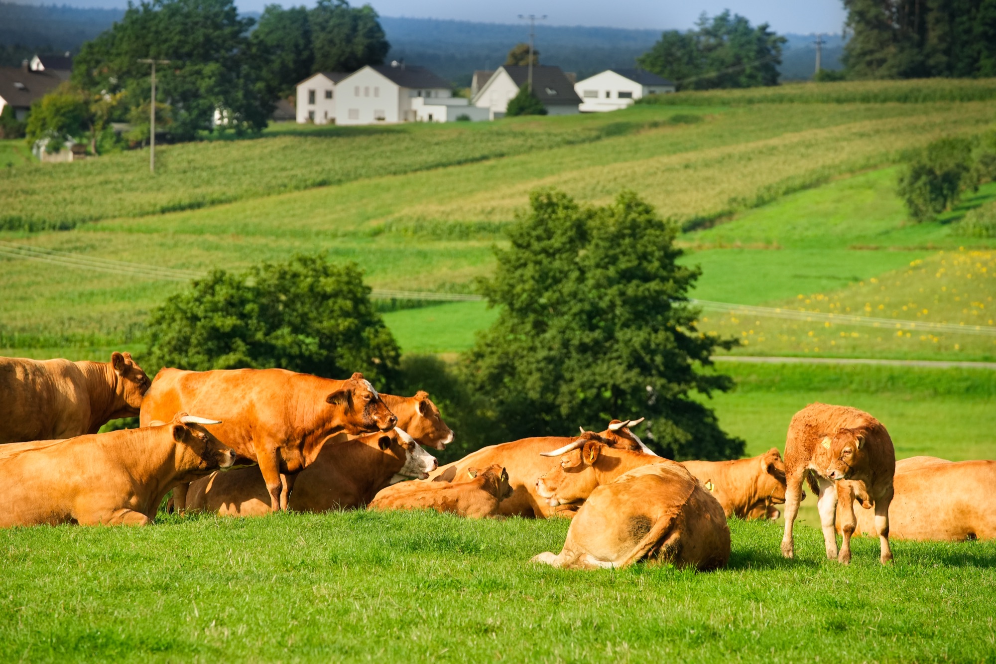 Weidende Rinder in der Region